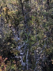 Cupressus pygmaea