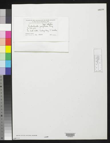 Ectochaete