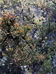 Cupressus pygmaea