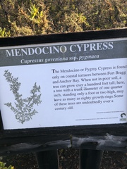 Cupressus pygmaea