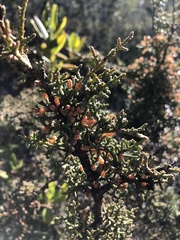 Cupressus pygmaea