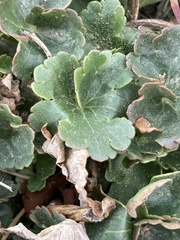 Heuchera parvifolia