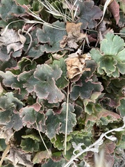 Heuchera parvifolia