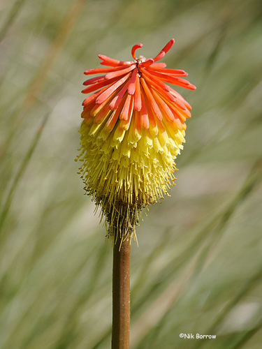 Kniphofia bequaertii image