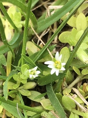 Cerastium parvum