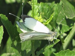 Pieris brassicae