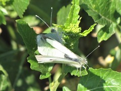 Pieris brassicae