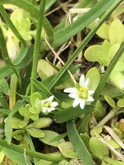 Cerastium parvum