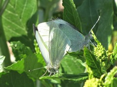Pieris brassicae
