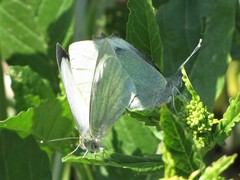 Pieris brassicae