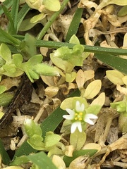 Cerastium parvum