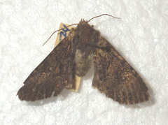 Mniotype adusta