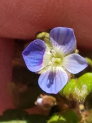Veronica arvensis