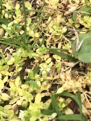 Cerastium parvum