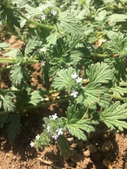 Glandularia quadrangulata