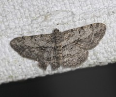 Psilalcis isombra