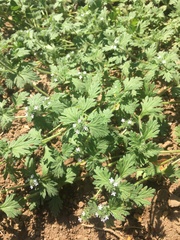 Glandularia quadrangulata