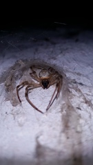 Nephilingis cruentata