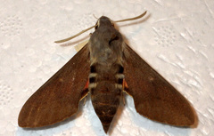 Hyles vespertilio