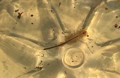 Branchinecta packardi