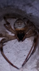 Nephilingis cruentata