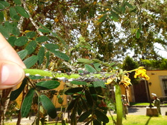 Enchenopa quadricolor