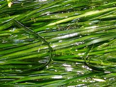 Vallisneria australis