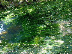 Vallisneria australis