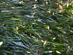 Vallisneria australis