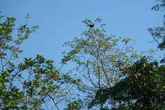 Rhabdotorrhinus corrugatus