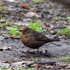 Turdus merula