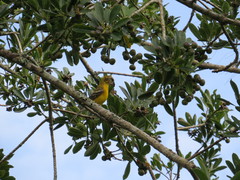 Pheucticus chrysopeplus