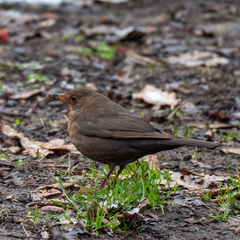 Turdus merula