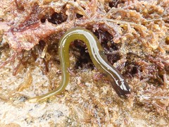 Alabes dorsalis