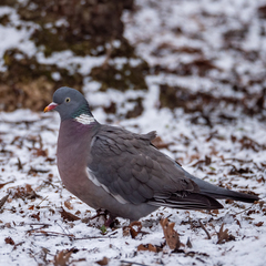 Columba palumbus