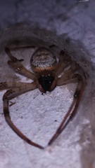 Nephilingis cruentata