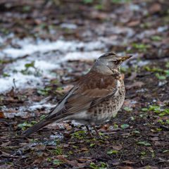 Turdus pilaris