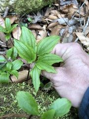 Croomia pauciflora