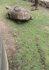 Centrochelys sulcata