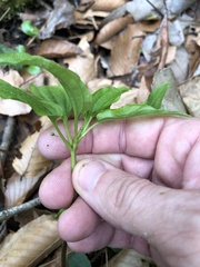 Croomia pauciflora