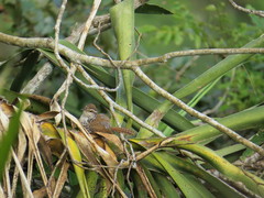 Thryophilus pleurostictus