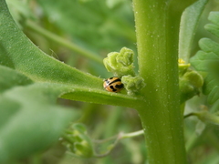 Coccinella miranda