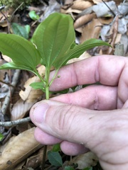 Croomia pauciflora