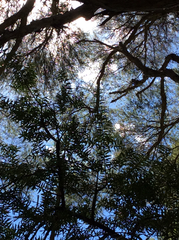 Podocarpus laetus