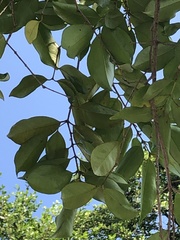 Eugenia candolleana