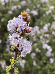 Ceanothus rigidus