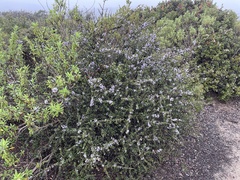 Ceanothus rigidus