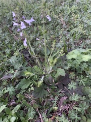 Salvia lyrata