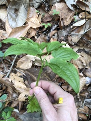 Croomia pauciflora