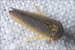 Austroagalloides